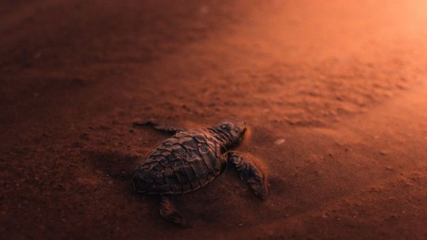 Close-up of a baby sea turtle crawling on brown sand at sunrise, in Visakhapatnam.