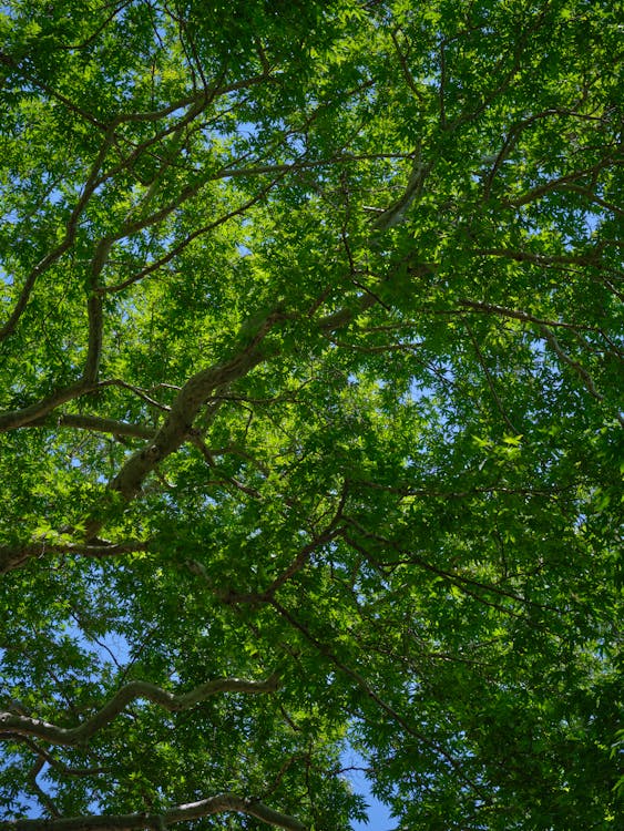 Free Low Angle Shot of Tree Branches Stock Photo