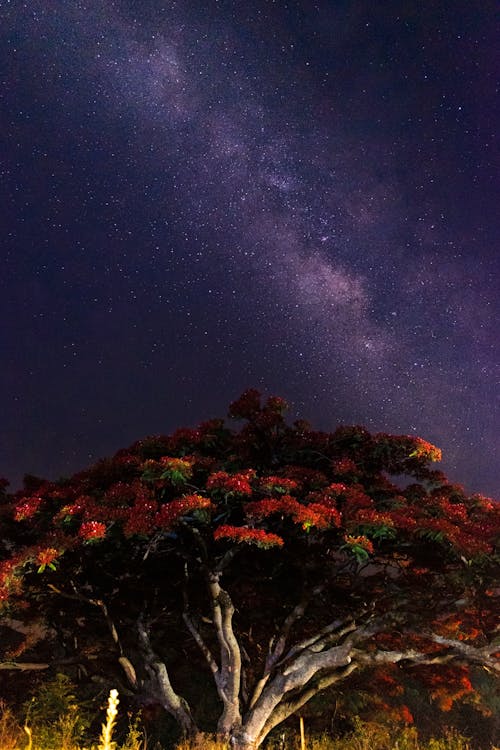 Kostenloses Stock Foto zu astrologie, astronomie, baum