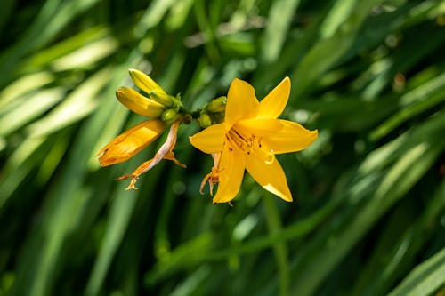 Kostenloses Stock Foto zu blume, nahansicht, natur