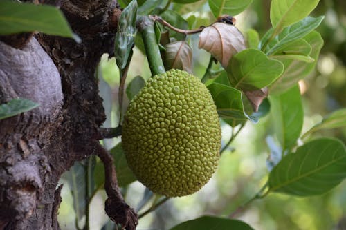 Fotobanka s bezplatnými fotkami na tému durian, jackfruit, jedlo