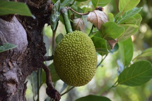 Free Detailed image of a green jackfruit on a tree with vibrant leaves. Stock Photo