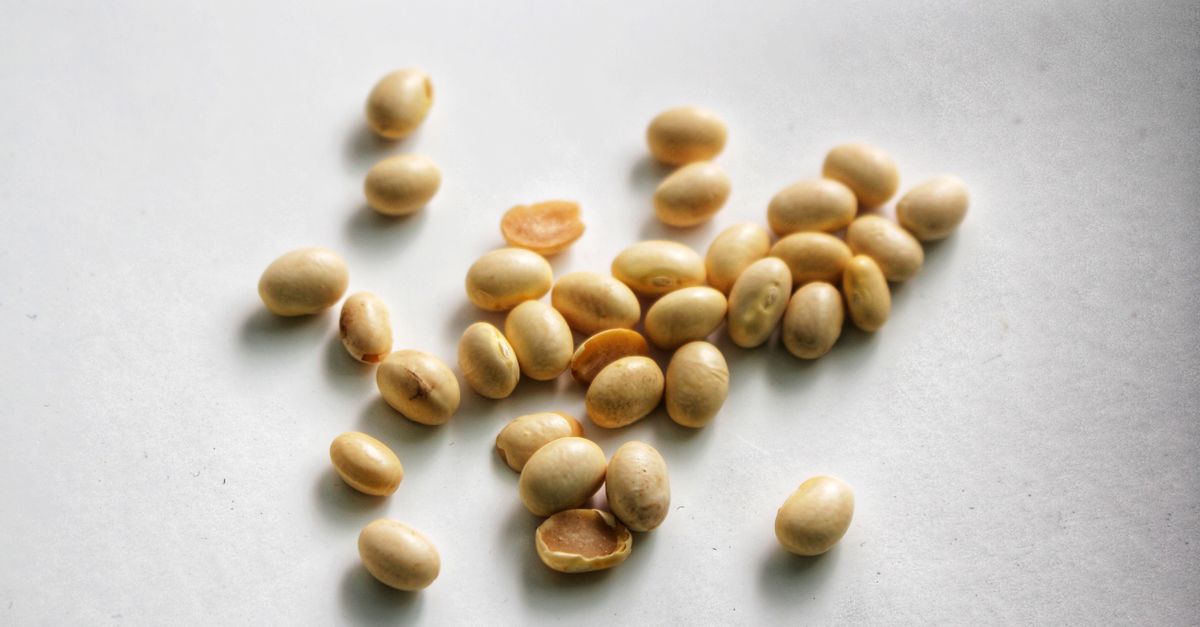 Close-up image of soybeans scattered on a white surface. - Evidence evidence guide for soy protein recovery randomized trial