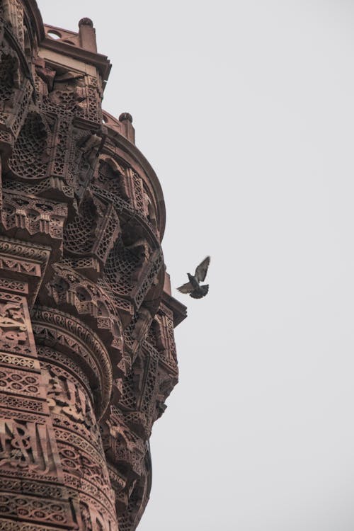 Immagine gratuita di colomba, delhi, india