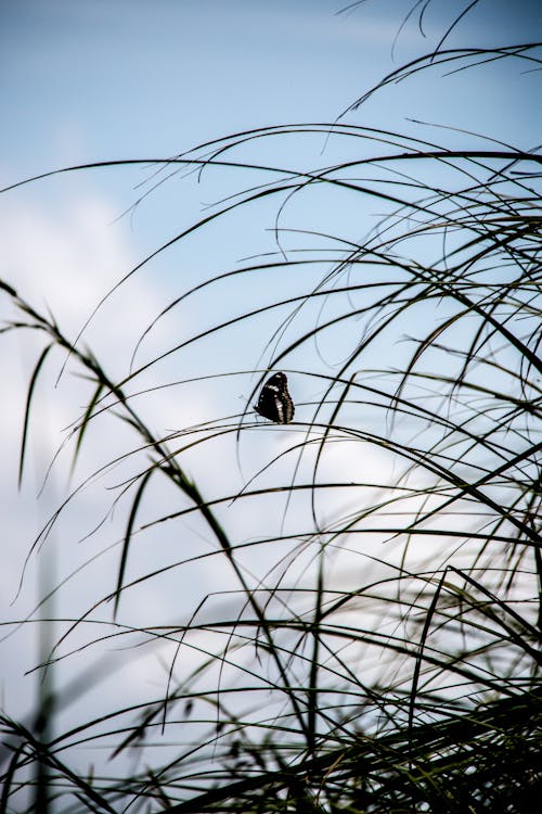 Free stock photo of butterfly, flora, nature