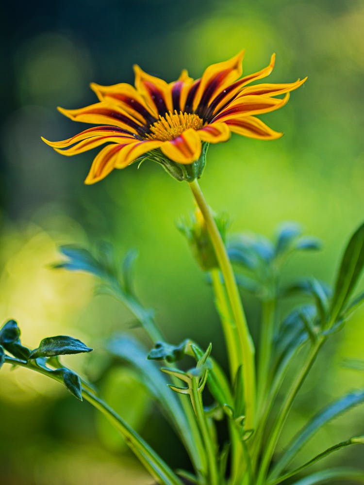 Close Up Photo Of Gazania Rigens