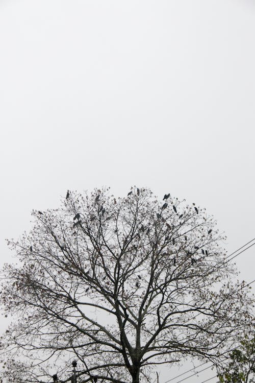 Free stock photo of bird, blackandwhite, tree