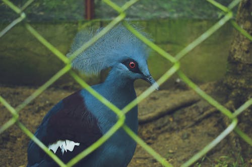 Gratis Fotografía De Enfoque Superficial De Pájaro Azul Y Negro Foto de stock
