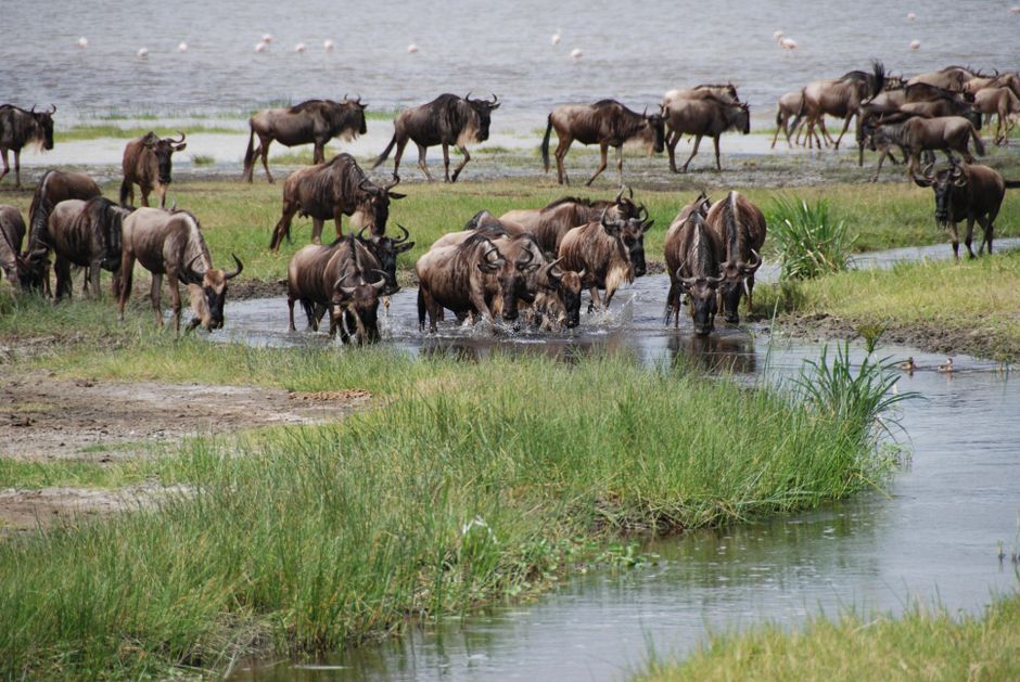 A large herd of wildebeests crossing a river in Africa's wildlife habitat.