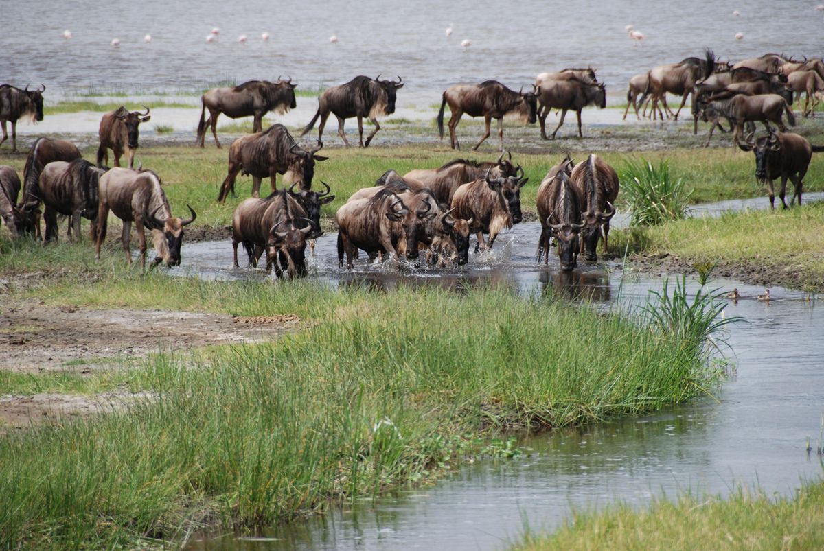 Wildebeest near water during migration season