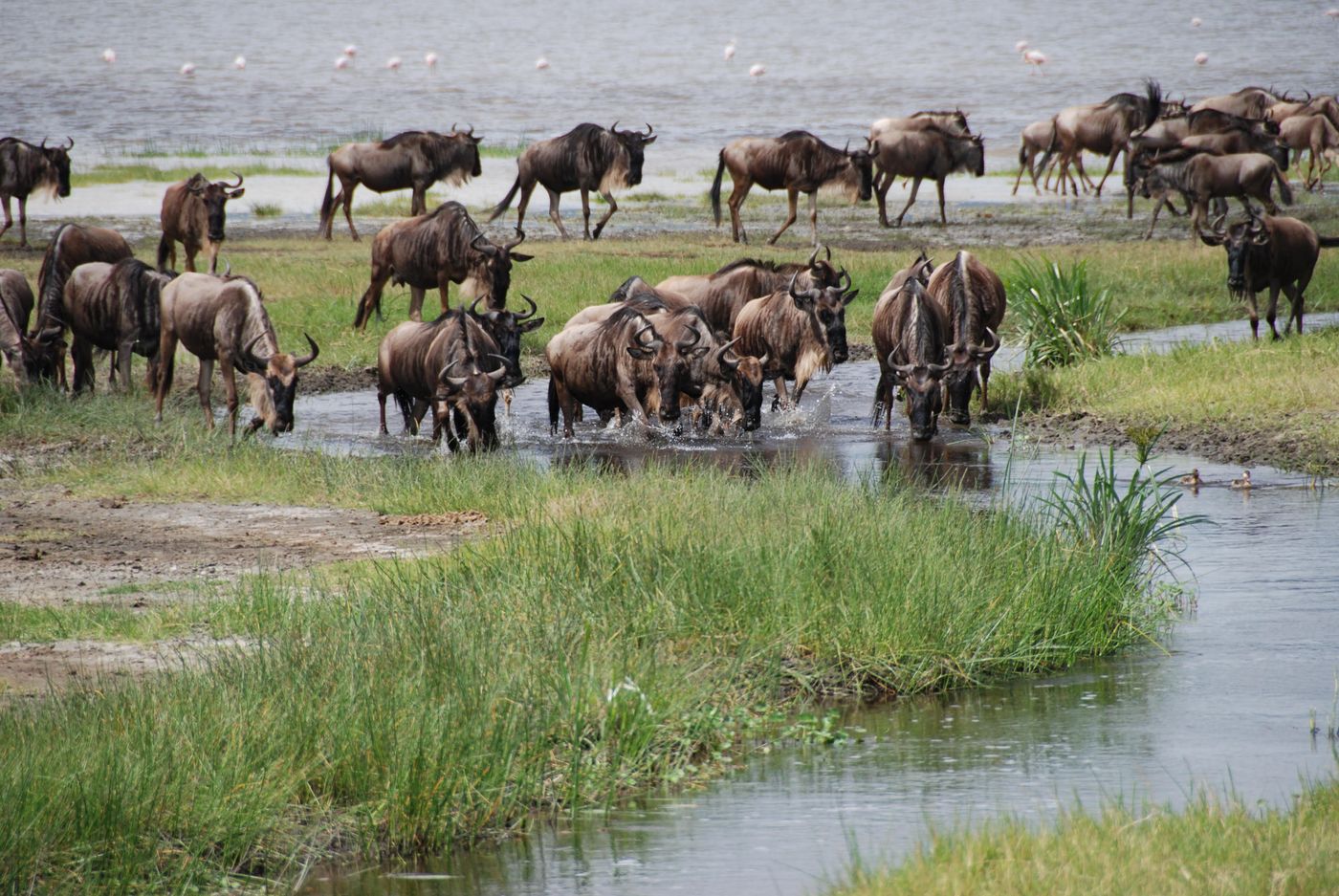 Ninety percent of the Mara-Loita migration footprint is gone.