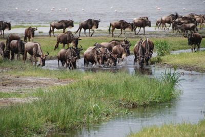 Wildebeest