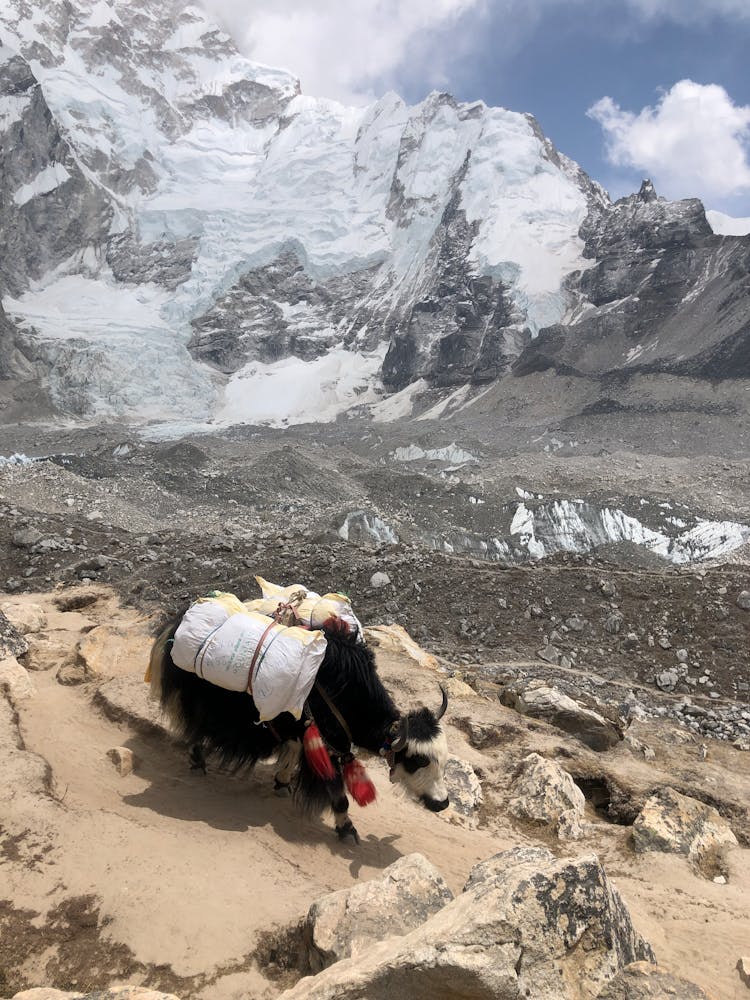 Black Yak On Rocky Mountain