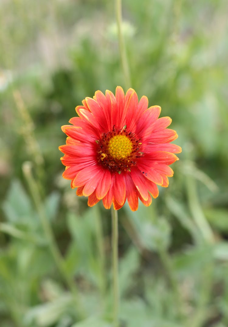 Peach Flower In Close Up Shot