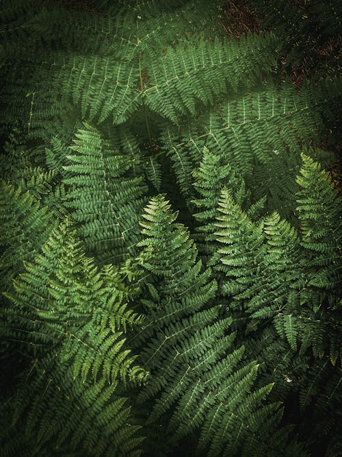 Free Green Fern Plant in Close Up Shot Stock Photo