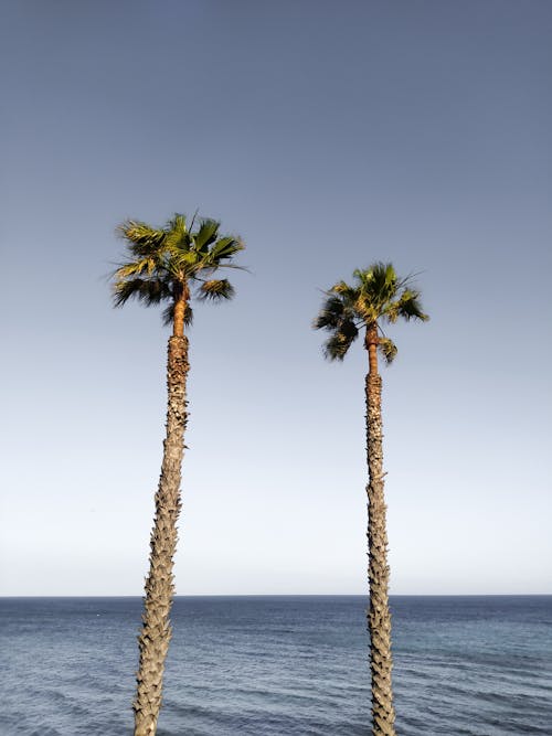 Palm Trees on Seashore