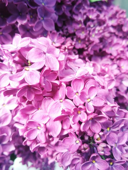 Free Close-up of vibrant purple lilacs showcasing intricate petals in a natural outdoor setting. Stock Photo