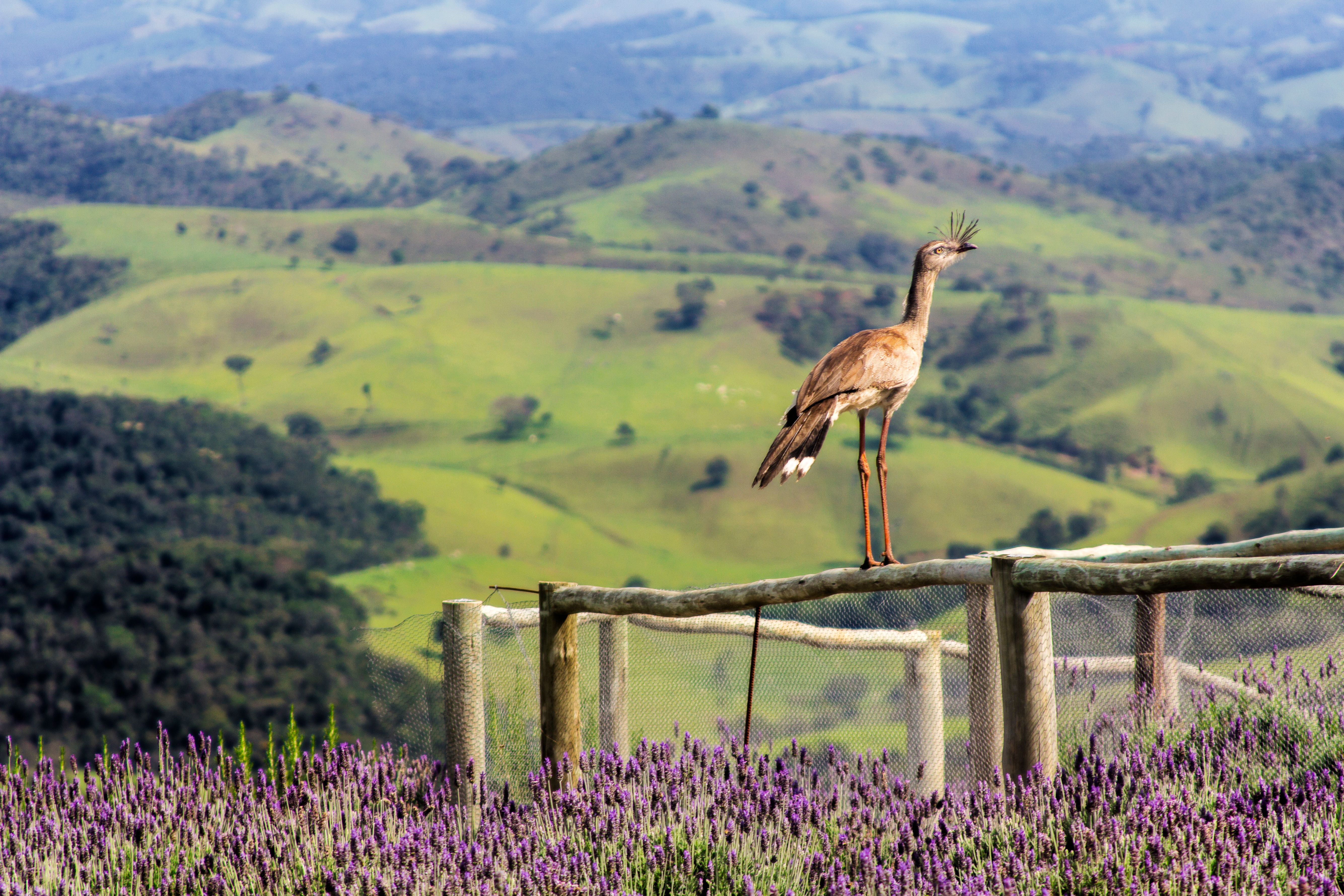 Bocaina, Brazil - travel photo