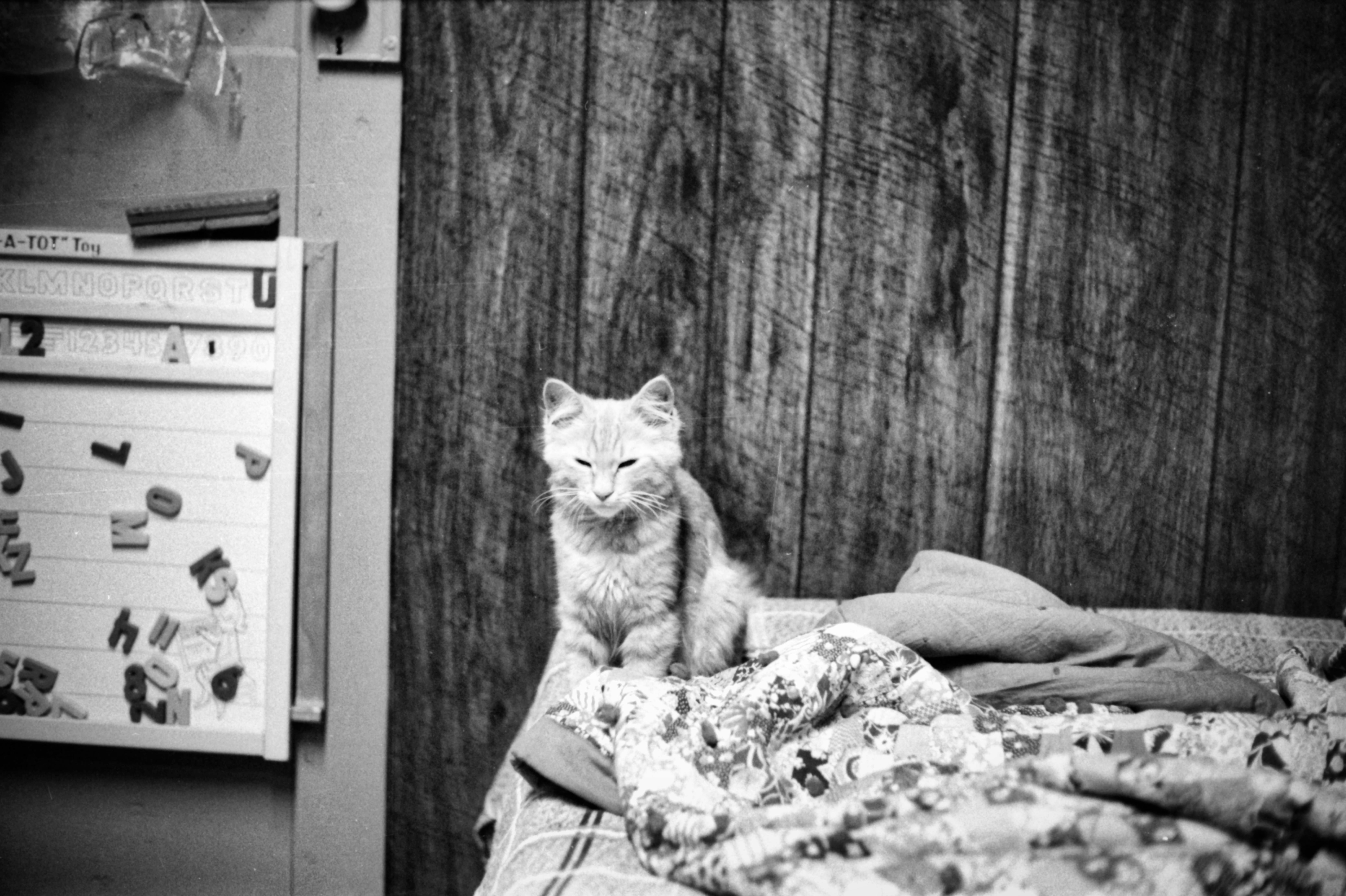 Black and white photo of a cat sitting on a bed with wooden panel backdrop.