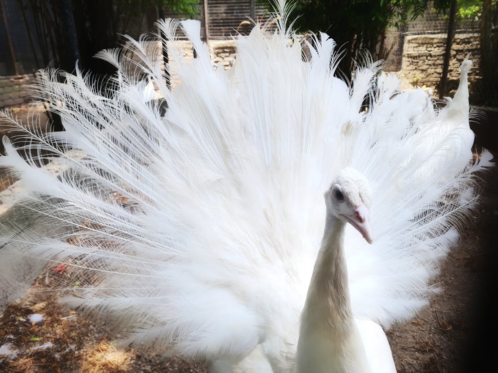 Photos gratuites de albinos, animal, beau oiseau