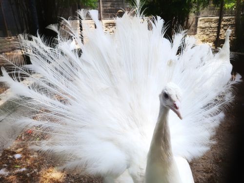Free stock photo of albino, albino peacock, animal Stock Photo