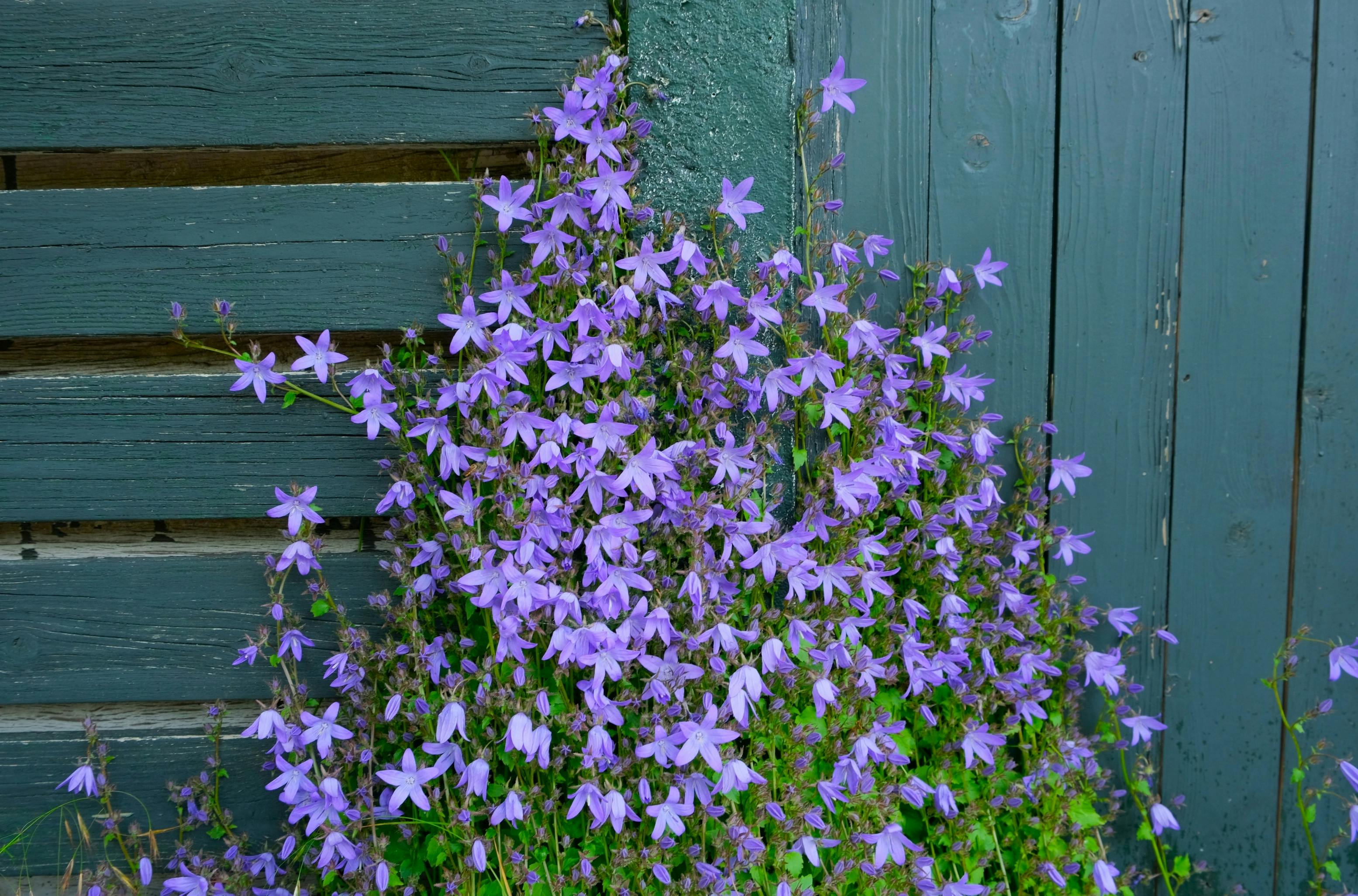 [ColoSach]-vibrant-purple-bellflowers-flourishing-against-a-rustic-wooden-fence-in-a-spring-garden.