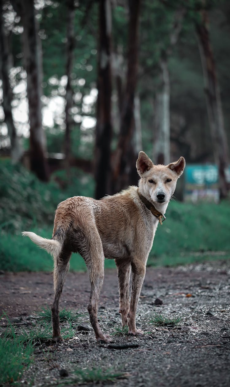 Brown Dog Looking Back 