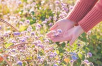 在阳光照耀的田野上，一个人手持紫花，捕捉着宁静的瞬间