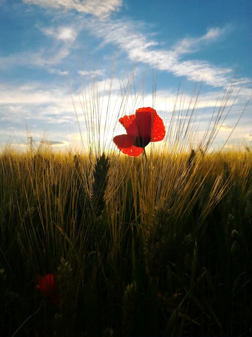 Foto d'estoc gratuïta de camp de blat, cel blau, flor vermella