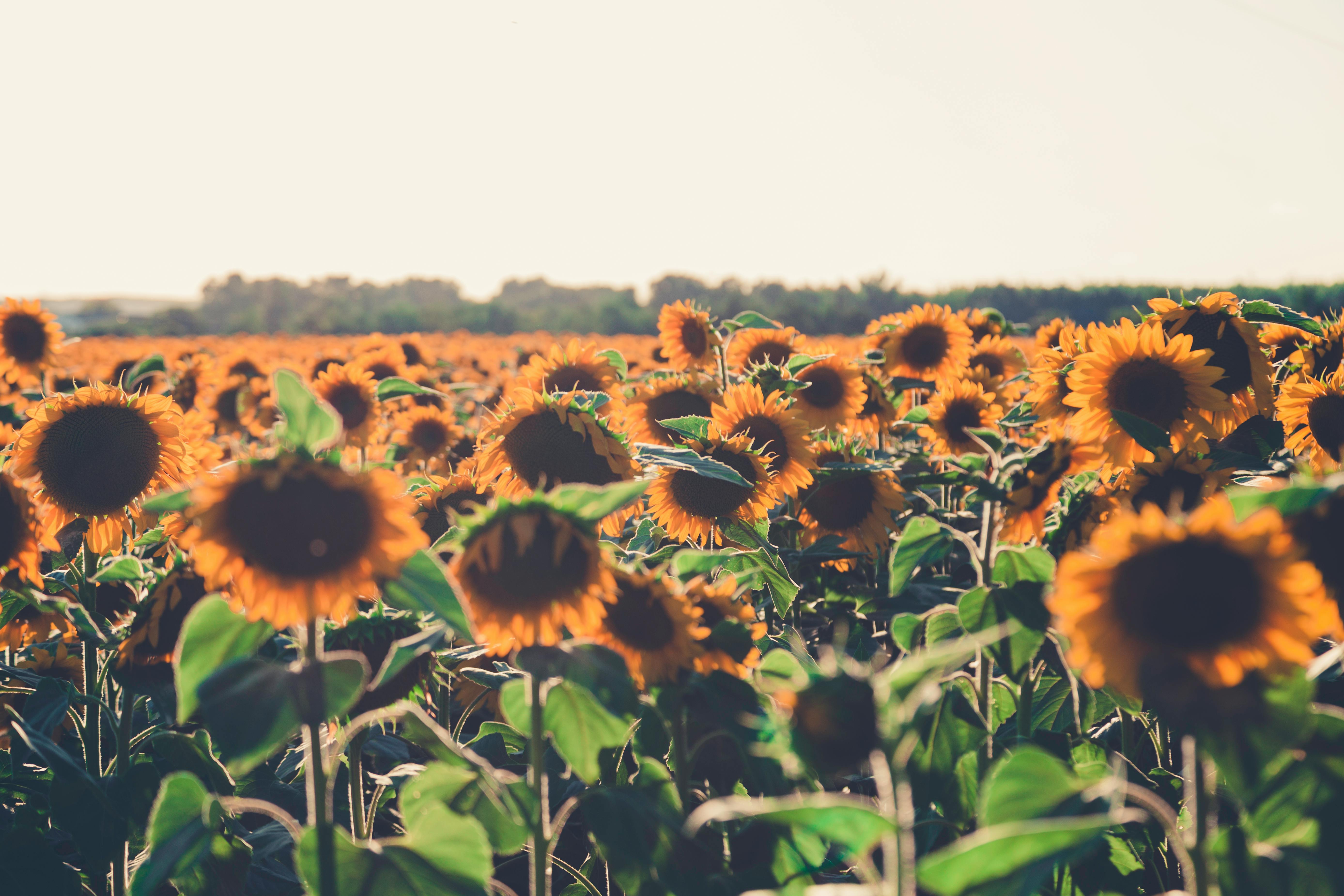 晴朗的夏日天空下，充满活力的向日葵田沐浴着阳光，展现了大自然的美丽
