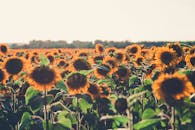 晴朗的夏日天空下，充满活力的向日葵田沐浴着阳光，展现了大自然的美丽