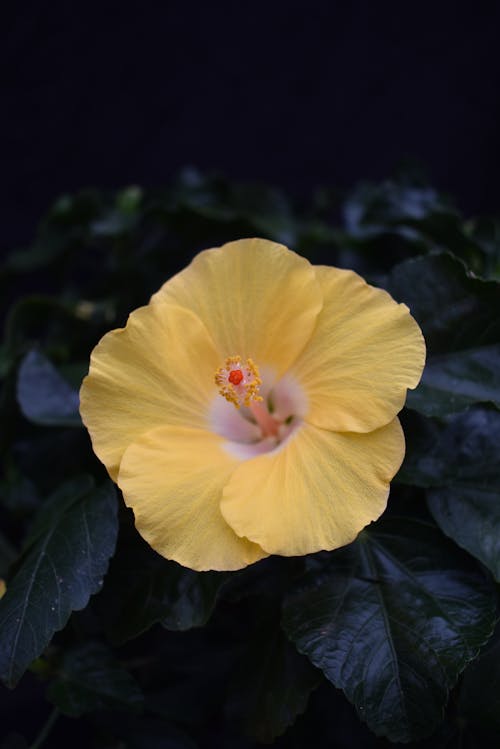 Free Close-up of a Hibiscus Flower Stock Photo