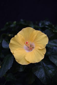Close-up of a vibrant yellow hibiscus flower against a dark leafy background, showcasing its delicate petals and vivid center.