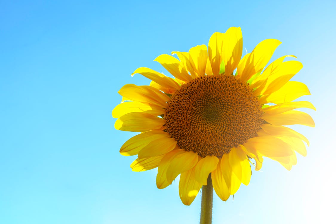 Free Closeup Photo of Sunflowers Stock Photo