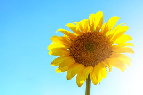 Close Up Foto Van Zonnebloemen