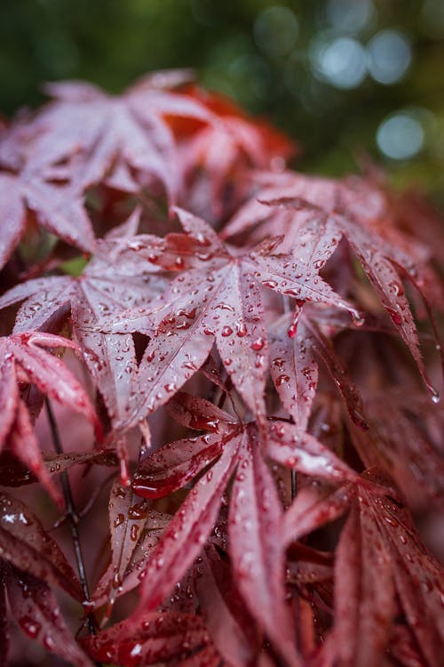 垂直ショット, 濡れる, 赤い植物の無料の写真素材