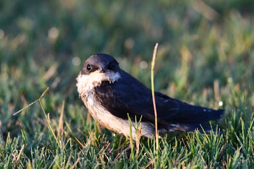 Bird in Grass