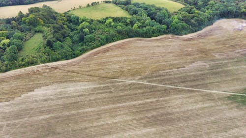 Green Trees on Brown Field