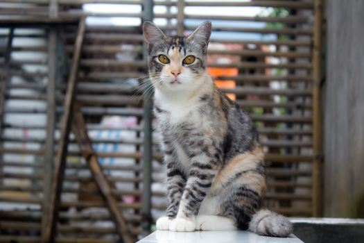 一只可爱的灰色虎斑猫，眼睛引人注目，在户外轻松地坐着