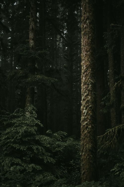 Free Dark and moody forest capturing dense tree cover in a captivating vertical shot. Stock Photo