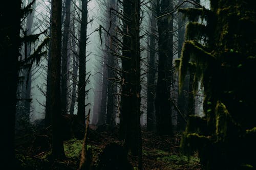 Foto profissional grátis de árvores, assustador, escuro