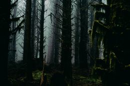 Foggy forest, photo by Alfo Medeiros on Pexels