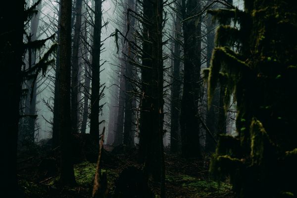 Mist drifting through a mossy forest — Alfo Medeiros on Pexels