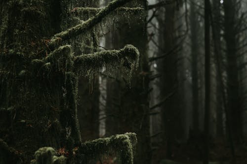 枝, 森林, 環境の無料の写真素材