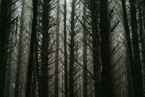 Leafless Trees in the Forest