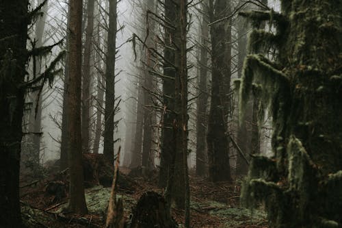 Foto profissional grátis de árvores sem folhas, floresta, madeiras