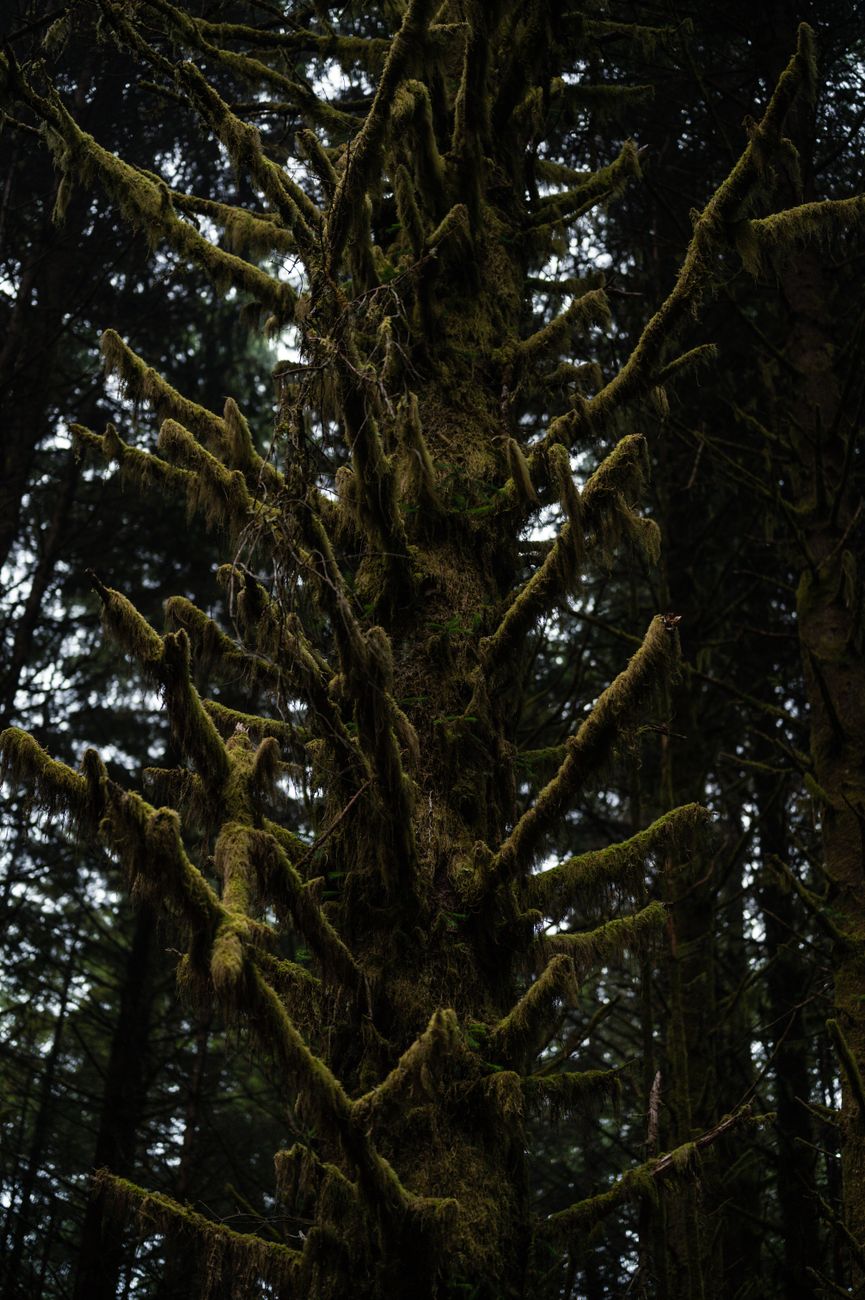 A moss-covered tree in a dense evergreen forest, showcasing nature's raw beauty.. moss, covered, tree