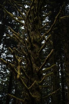 A moss-covered tree in a dense evergreen forest, showcasing nature's raw beauty.. moss, covered, tree