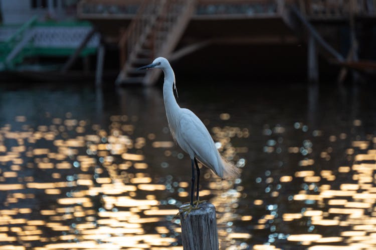 Little Egret