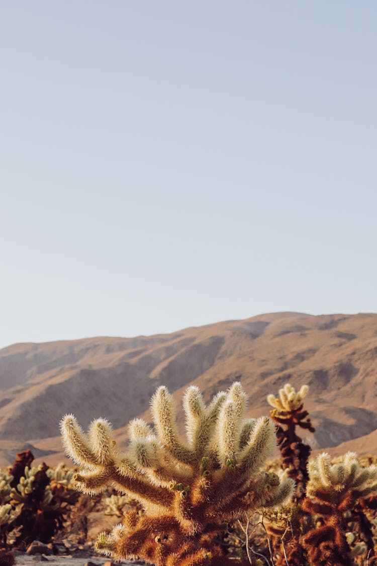 Cacti Growing In Desert